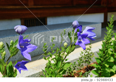 京都 晴明神社の桔梗の花 92988433