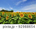 夏の花 92988654