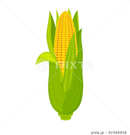 Sweet corn cob isolated on white background. Ripe fruit with leaves in cartoon style. Sweet corn cob isolated on white background. Ripe fruit with leaves in cartoon style. 92988808