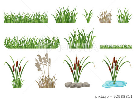 Set of illustrations of reeds, cattails, seamless grass elements. Set of illustrations of reeds, cattails, seamless grass elements. 92988811