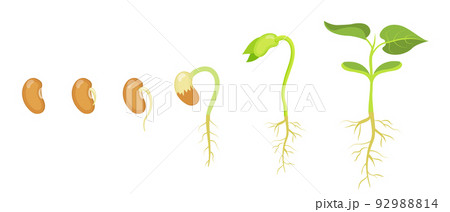 Phases of germination and development of bean seed. 92988814