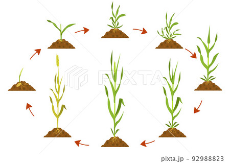 Cycle growth wheat in agriculture. Wheat development cycle infographic. Cycle growth wheat in agriculture. Wheat development cycle infographic. 92988823
