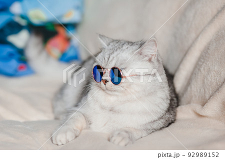 Portrait of fluffy Cat wearing glasses,pet fashion concept.Grey cat lying on bed. Portrait of fluffy Cat wearing glasses,pet fashion concept.Grey cat lying on bed. 92989152