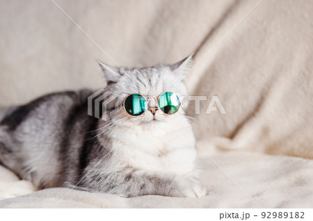 Cute kitty with big yellow eyes.A funny cat lies 92989182