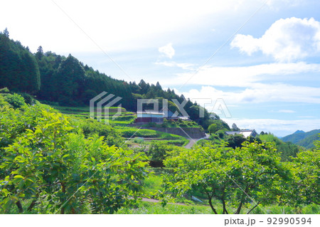 《兵庫県》河辺郡猪名川町　柏原の棚田と田園風景 92990594