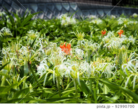海辺に咲く大輪の白いハマユウとオニユリ 海辺に咲く大輪の白いハマユウとオニユリ 92990700