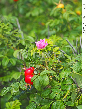 夏の浜辺に咲くハマナスの花と赤い果実 夏の浜辺に咲くハマナスの花と赤い果実 92990704