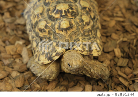 こもれび森のイバライドのリクガメ 92991244