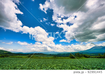 雲を近く感じる夏の嬬恋高原で、丘の上から広大なキャベツ畑を眺望 92991445