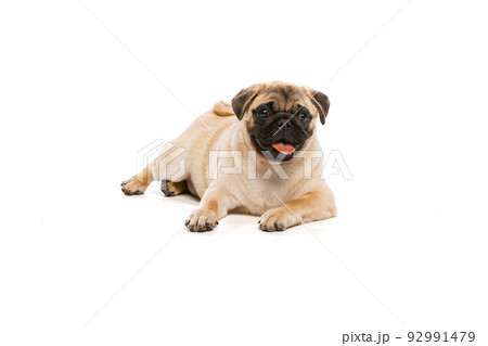 Studio shot of cute purebred dog, pug, posing isolated over white background. Cheerfully lying on floor 92991479