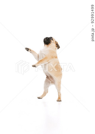 Studio shot of purebred dog, pug, posing, standing on hind legs isolated over white background 92991499