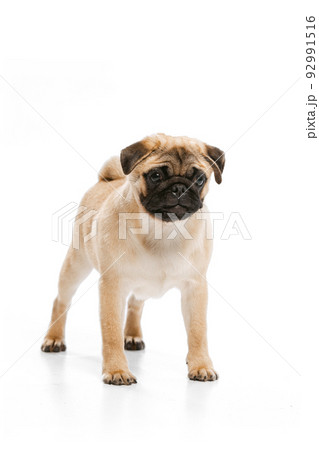 Studio shot of beautiful, purebred dog, pug, posing isolated over white background. Calm and attentive Studio shot of beautiful, purebred dog, pug, posing isolated over white background. Calm and attentive 92991516