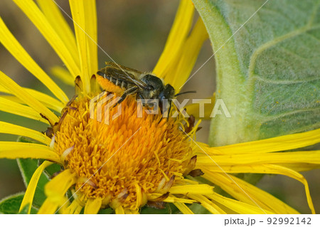 Closeup on a female Patchwork leafcutter bee, Megachile centuncularis, collecting yellow pollen from Inula officinalis Closeup on a female Patchwork leafcutter bee, Megachile centuncularis, collecting yellow pollen from Inula officinalis 92992142