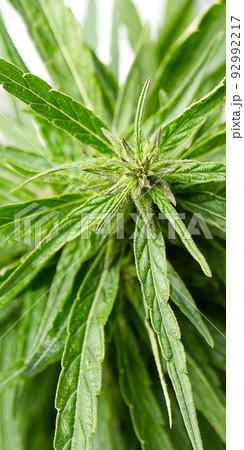 Fresh marijuana plant close-up. Cannabis green ripe Plant. Fresh marijuana plant close-up. Cannabis green ripe Plant. 92992217