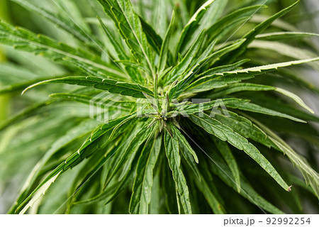 Fresh marijuana plant close-up. Cannabis green ripe Plant. 92992254