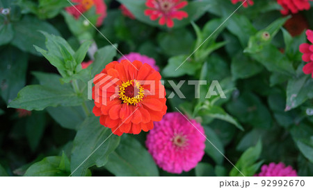 Delicate orange gerbera flower in summer garden Delicate orange gerbera flower in summer garden 92992670