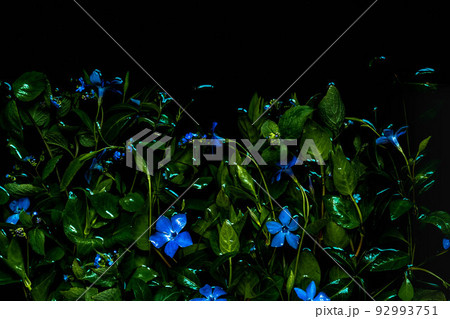 Moody flora background. periwinkle flowers on a black background. Blur Moody flora background. periwinkle flowers on a black background. Blur 92993751