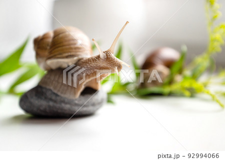 garden snail with cute horns on head sits on round pebble in garden 92994066