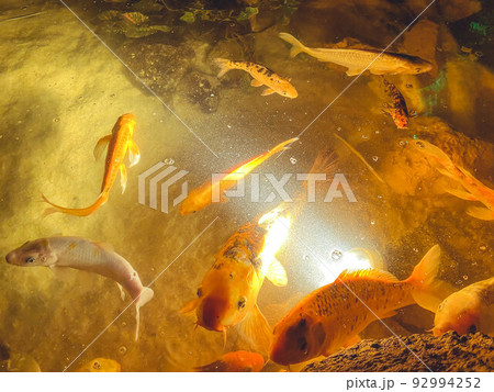 small, golden fish swim on the sea floor. unusual exotic animals in the oceanarium. fish blow bubbles in the water small, golden fish swim on the sea floor. unusual exotic animals in the oceanarium. fish blow bubbles in the water 92994252