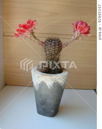 Large red bloom on hedgehog cactus in a pot at home. Two flowers at the same time, blooming thorny plant Large red bloom on hedgehog cactus in a pot at home. Two flowers at the same time, blooming thorny plant 92995147