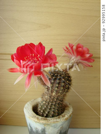 Large red bloom on hedgehog cactus in a pot at home. Two flowers at the same time, blooming thorny plant 92995158