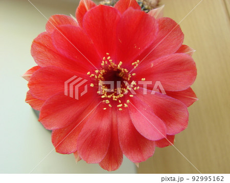 Large red bloom on hedgehog cactus in a pot at home. Two flowers at the same time, blooming thorny plant Large red bloom on hedgehog cactus in a pot at home. Two flowers at the same time, blooming thorny plant 92995162