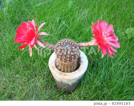 Large red bloom on hedgehog cactus in a pot at home. Two flowers at the same time, blooming thorny plant Large red bloom on hedgehog cactus in a pot at home. Two flowers at the same time, blooming thorny plant 92995165