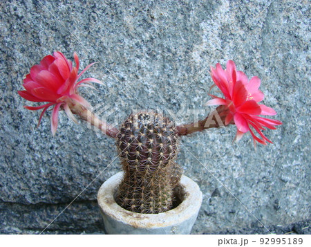 Large red bloom on hedgehog cactus in a pot at home. Two flowers at the same time, blooming thorny plant 92995189