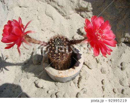 Large red bloom on hedgehog cactus in a pot at home. Two flowers at the same time, blooming thorny plant 92995219