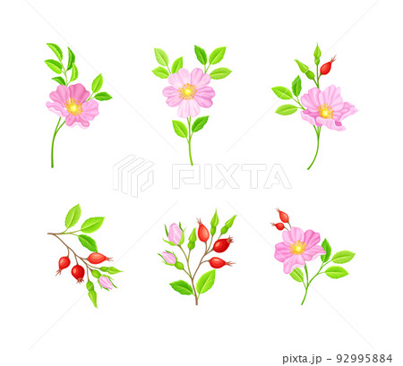 Rosa Canina or Dog Rose with Pale Pink Flowers and Red Rose Hips Vector Set Rosa Canina or Dog Rose with Pale Pink Flowers and Red Rose Hips Vector Set 92995884