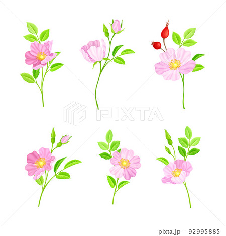 Rosa Canina or Dog Rose with Pale Pink Flowers and Red Rose Hips Vector Set 92995885