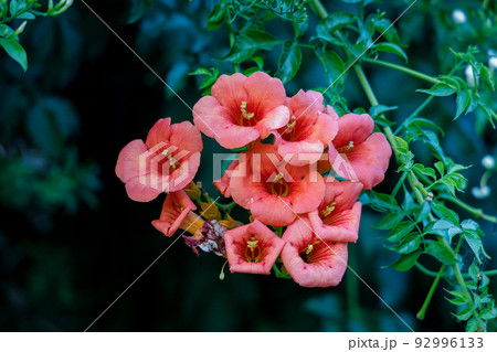 Chinese trumpet vine (Campsis grandiflora) flower. Chinese trumpet vine (Campsis grandiflora) flower. 92996133