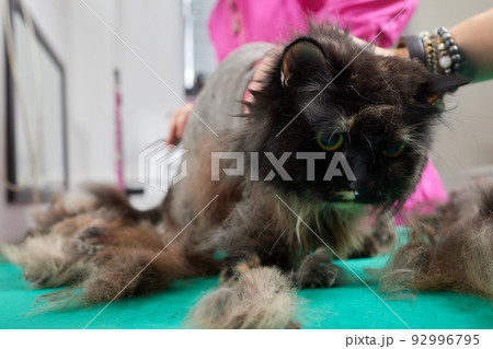 Cat grooming in pet beauty salon. Grooming master cuts and shaves a cat, cares for a cat. The vet uses an electric shaving machine for the cat. 92996795