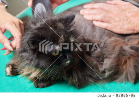 Cat grooming in pet beauty salon. Grooming master cuts and shaves a cat, cares for a cat. The vet uses an electric shaving machine for the cat. 92996798