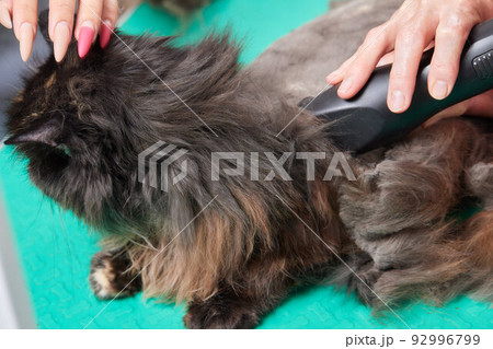 Cat grooming in pet beauty salon. Grooming master cuts and shaves a cat, cares for a cat. The vet uses an electric shaving machine for the cat. 92996799