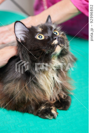 Cat grooming in pet beauty salon. Grooming master cuts and shaves a cat, cares for a cat. The vet uses an electric shaving machine for the cat. 92996802