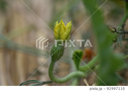 野菜の花・スイカ 野菜の花・スイカ 92997110