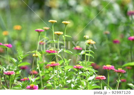 ヒャクニチソウの花 ヒャクニチソウの花 92997120