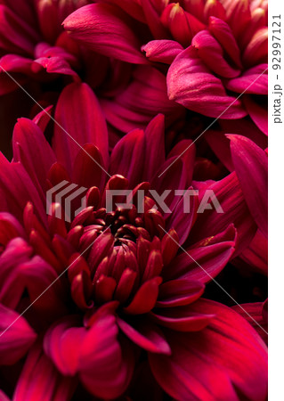Burgundy chrysanthemum flowers on a white background 92997121