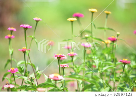 ヒャクニチソウの花 ヒャクニチソウの花 92997122
