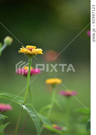 ヒャクニチソウの花 92997123