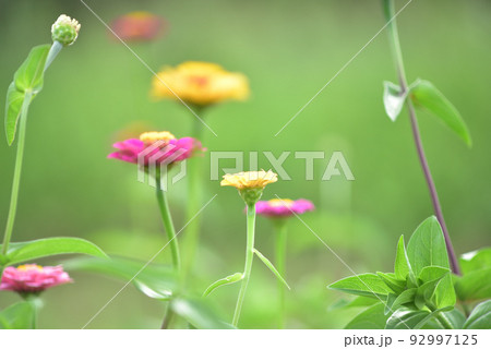 ヒャクニチソウの花 92997125
