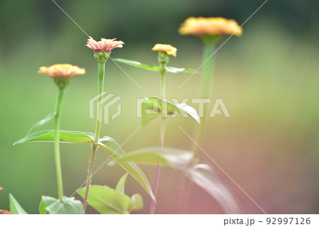 ヒャクニチソウの花 92997126