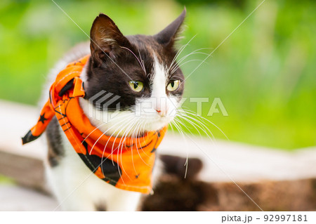 A black and white cat in a bandana for the Halloween holiday. A cat on a background of grass. A black and white cat in a bandana for the Halloween holiday. A cat on a background of grass. 92997181