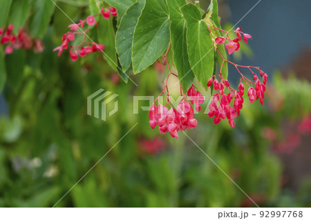 立木ベゴニア 92997768