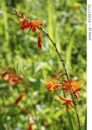 緑の野に映える赤いヒメヒオウギズイセンの花 92997770