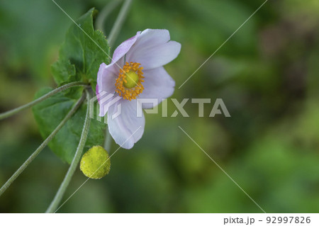 秋明菊 秋明菊 92997826