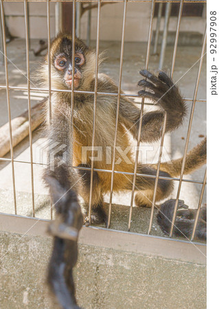 オリから手を出す猿 オリから手を出す猿 92997908