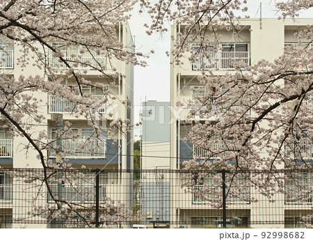 団地と桜の木 92998682