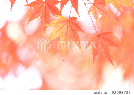 季節の変わり目 秋色に輝く紅葉狩り/ 92998782